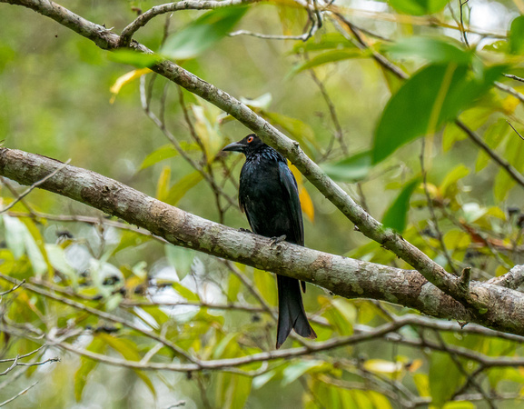 Spangled Drongo, Atherton Tablelands, QLD