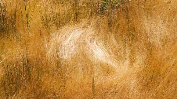 Grass Glows