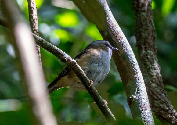 Grey Headed Robin