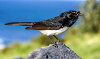 Will Wagtail at Hill 60 Port Kembla