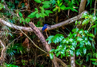 Azure Kingfisher with catch