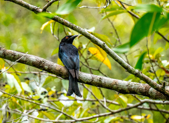 Spangled Drongo, Atherton Tablelands, QLD