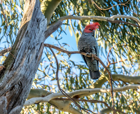 Gang Gang Cockatoo, Canberra Botanic Gardens