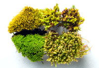 Moss