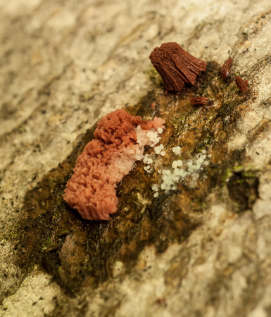 Slime mould architecture