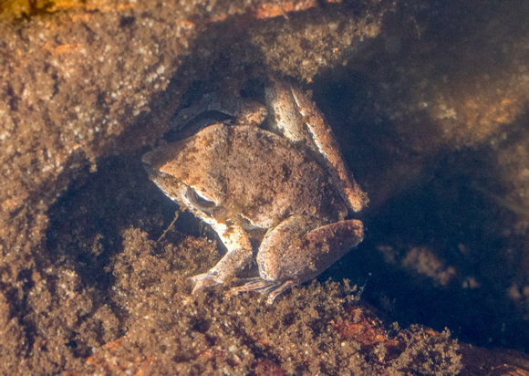 Rocket Frog (?) Curtain Falls, Litchfield National park