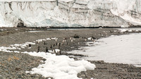 Penguins at the foot of Collins Glacier in Maxwell Bay